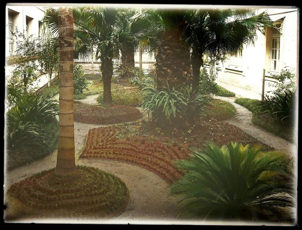 Palmeras